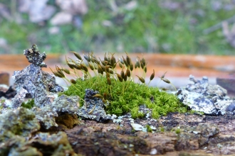Moss Dicranoweisia cirrata