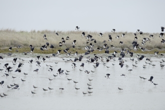 Lapwings