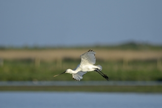 Spoonbill