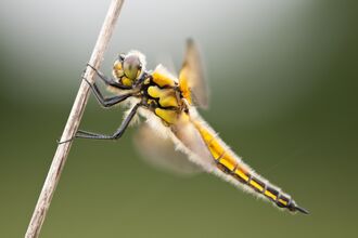 Four-spotted chaser