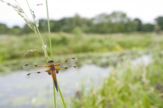 Four-spotted chaser