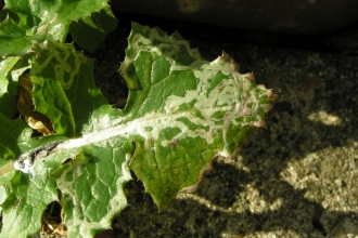 Leaf eaten by a leaf miner moth
