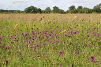 Betony at Porter's Lodge Meadow