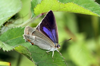 Purple Hairstreak