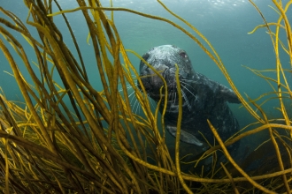 Grey seal