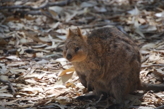 Quokka