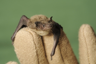 Bat in hand