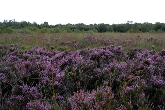 Crowle Moor