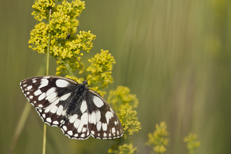 Marbled white