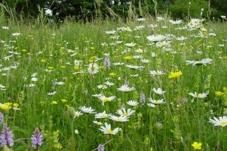 Oxeye daisies