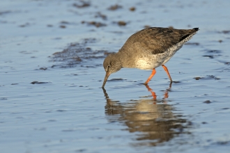 Common Redshank