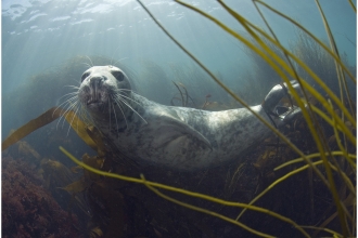Grey seal