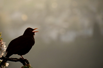 Blackbird singing Image by Manfred Richter from Pixabay 