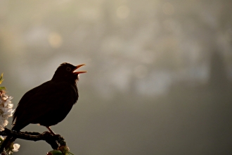 Blackbird singing Image by Manfred Richter from Pixabay