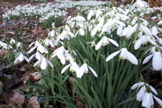 Snowdrops