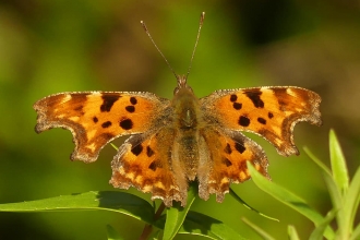 comma butterfly (Caroline Steel)