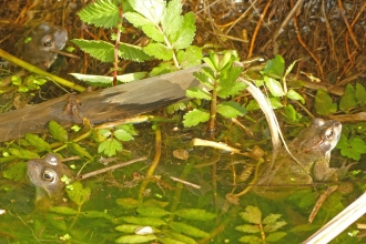 Frogs in a garden pond (c) Caroline Steel