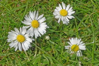 Daisies (c) Caroline Steel