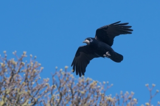 Rook (c) Tim Melling