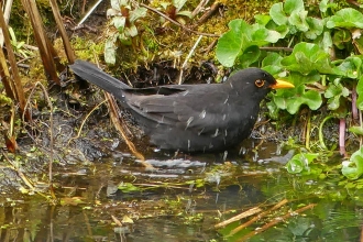 Blackbird (c) Caroline Steel