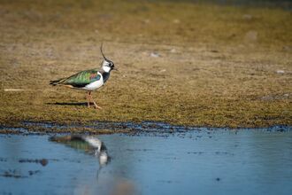 Lapwing