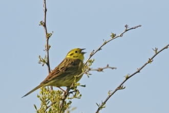 Yellowhammer singing