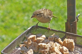 Female house sparrow (c) Caroline Steel