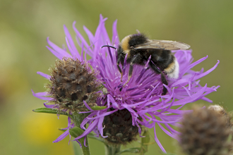 Cuckoo bee