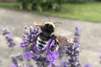 Gypsy cuckoo bumblebee