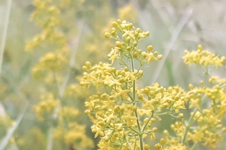 Lady's bedstraw