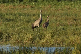 Crane chick at Willow Tree Fen