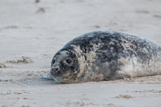 Grey seal