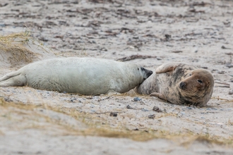 Grey seal