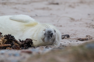 Grey seal