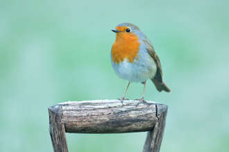 Robin