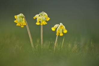 Cowslips