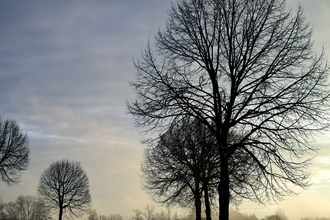 Trees in winter