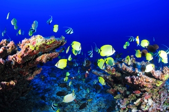 Coral reef