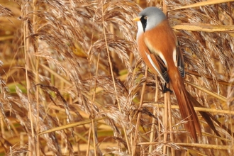 Bearded tit (c) Garry Wright