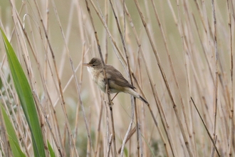 Marsh warbler