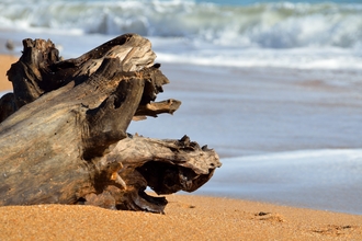 Driftwood