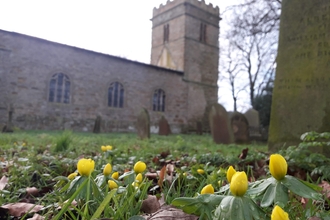 Winter aconites at Cadney Church