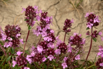 Large Thyme