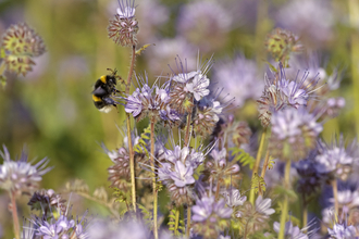 Bumblebee