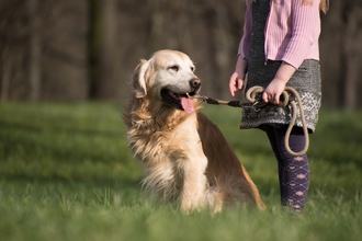 Dog on a lead