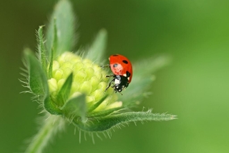 7-spot ladybird