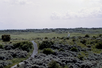 Mill Pond Road, Gibraltar Point, 1964