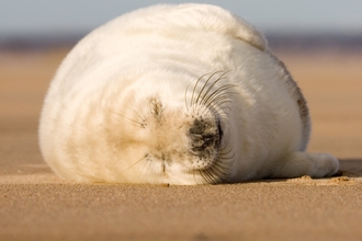 Seal pup