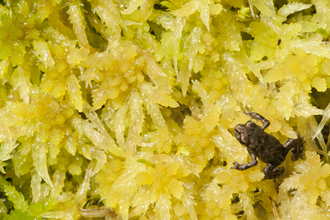Juvenile common frog on sphagnum 