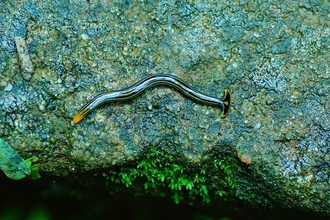 Broadhead planaria